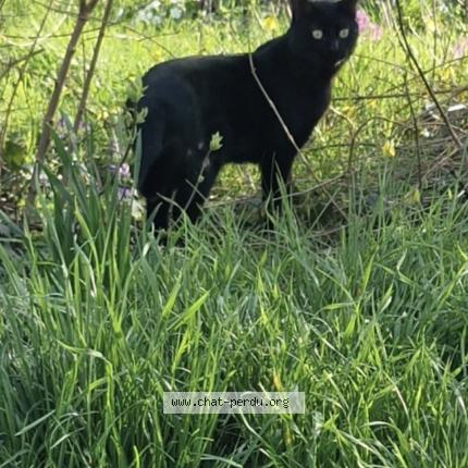 Foto 1/1 Zorro Chat perdido en Marsannay la cote