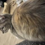 Foto del gato perdido en Lille