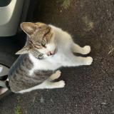 Foto de gato encontrado en Chavagne