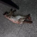 Foto de gato encontrado en Nimes