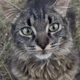 Foto del gato perdido en Chateau Renault