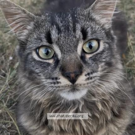 Foto 1/1 Bloom Chat perdido en Chateau renault