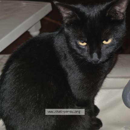 Foto 1/1 Bahgerra Chat perdido en Les auxons