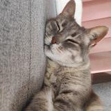 Foto del gato perdido en Rians