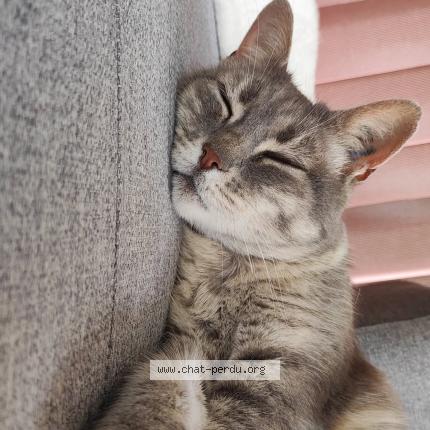 Foto 1/1 Skyla Chat perdido en Rians