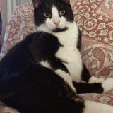 Foto del gato perdido en Savigny Sur Orge