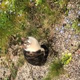 Foto del gato perdido en Avon