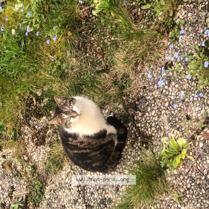 Foto 1/1 LUNA Chat perdido en Avon