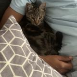 Foto del gato perdido en Champigny Sur Marne