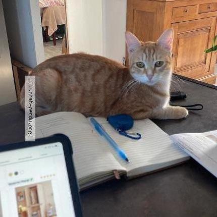 Foto 1/1 Spritz Chat perdido en Ferrieres haut clocher