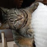 Foto del gato perdido en Le Teil