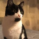 Foto del gato perdido en La Roche Sur Yon