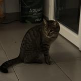 Foto del gato perdido en Beguey