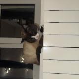 Foto de gato encontrado en Saint Vallier