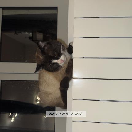 Foto 1/1 Gato encontrado Encontrado en Saint vallier