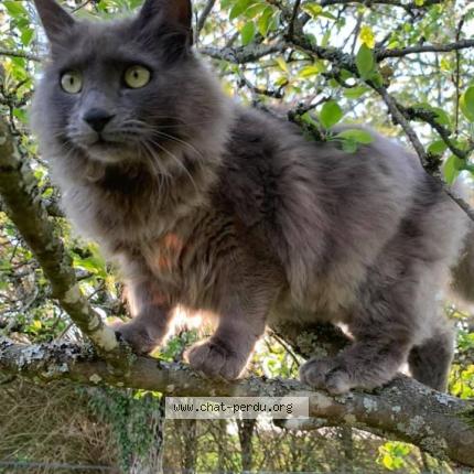 Foto 1/1 Whisky Chat perdido en 89116 la celle saint cyr