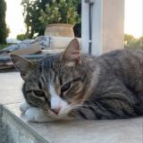 Foto del gato perdido en Pignan