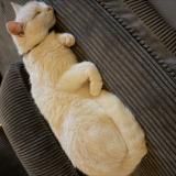 Foto del gato perdido en Mezeriat