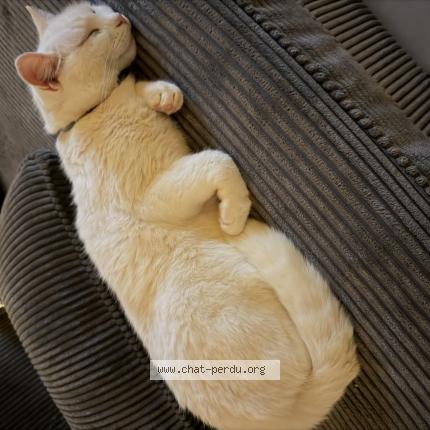 Foto 1/1 Nona Chat perdido en Mezeriat