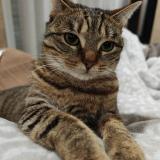 Foto del gato perdido en Nanteuil Les Meaux