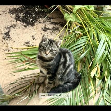 Foto 1/1 Waïra Chat perdido en Vetroz