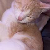 Foto del gato perdido en Belleville En Caux