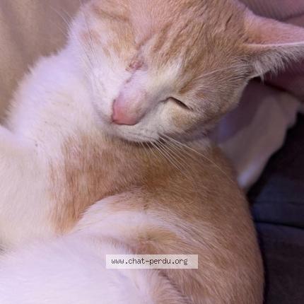 Foto 1/1 Billy Chat perdido en Belleville en caux