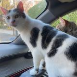 Foto del gato perdido en Ludres