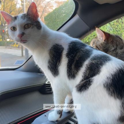 Foto 1/1 Jeep Chat perdido en Ludres