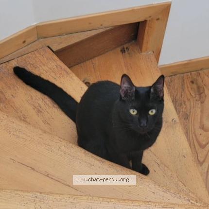 Foto 1/1 Sacha Chat perdido en Voulx