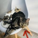 Foto del gato perdido en Saint Barthelemy