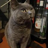 Foto del gato perdido en Vierzon