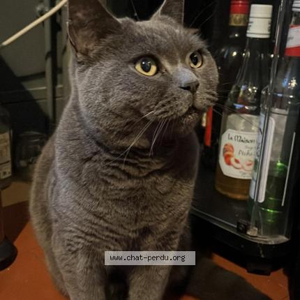 Foto 1/1 Othello Chat perdido en Vierzon