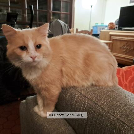 Foto 1/1 Phénix Chat perdido en Le tronquay