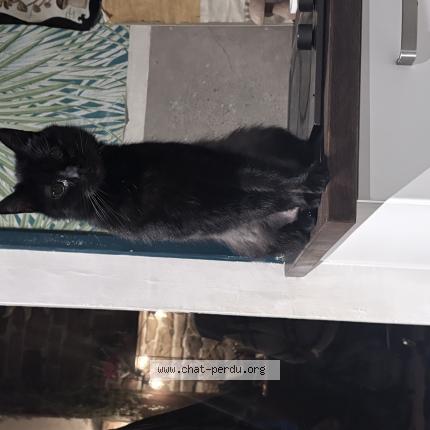 Foto 1/1 Jiji sousoupe Chat perdido en Dijon