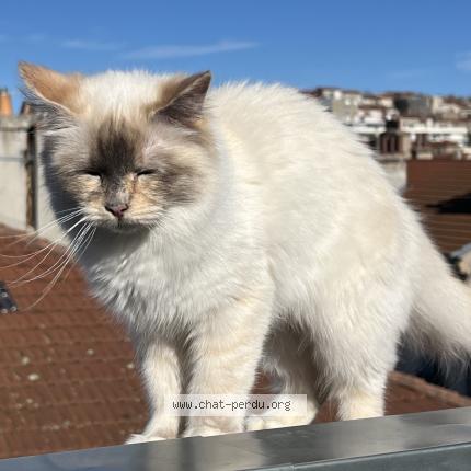 Foto 1/1 Alice Chat perdido en Saint etienne