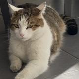 Foto del gato perdido en Bonneville