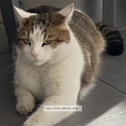 Foto 1/1 Simba Chat perdido en Bonneville