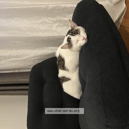 Foto 1/1 Iris Chat perdido en Corbeil essonnes