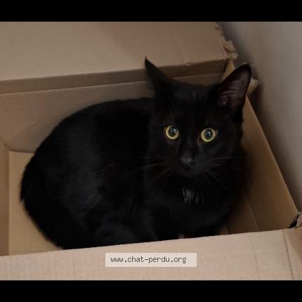 Foto 1/1 Malo Chat perdido en Eguilles