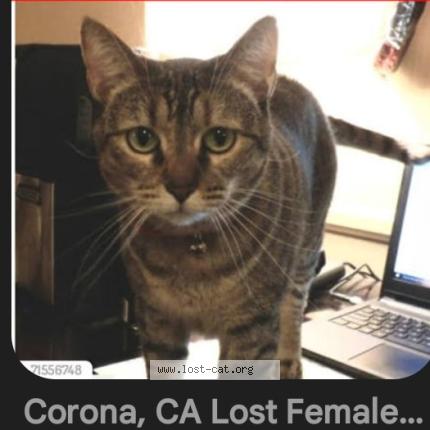 Foto 1/1 Munchies Chat perdido en Eastvale