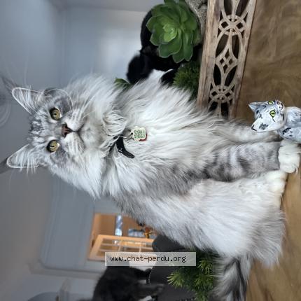 Foto 1/1 Sultan Chat perdido en Laval