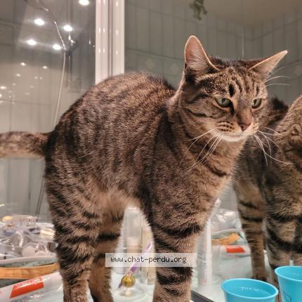 Foto 1/1 Juliette Chat perdido en Neuilly sur seine