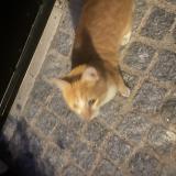 Foto de gato encontrado en Saint Maur Des Fosses