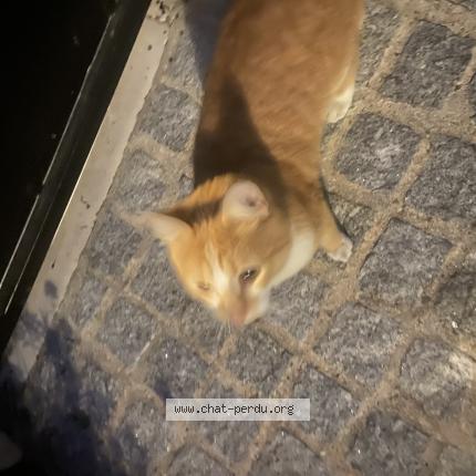 Foto 1/1 Gato encontrado Encontrado en Saint maur des fosses