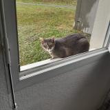 Foto del gato perdido en Nangy