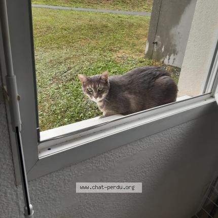Foto 1/1 Tipou Chat perdido en Nangy