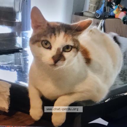 Foto 1/1 Mounette Chat perdido en Lyon