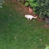 Foto de gato encontrado en Montpellier