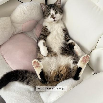 Foto 1/1 Chouchou Chat perdido en Luche pringe